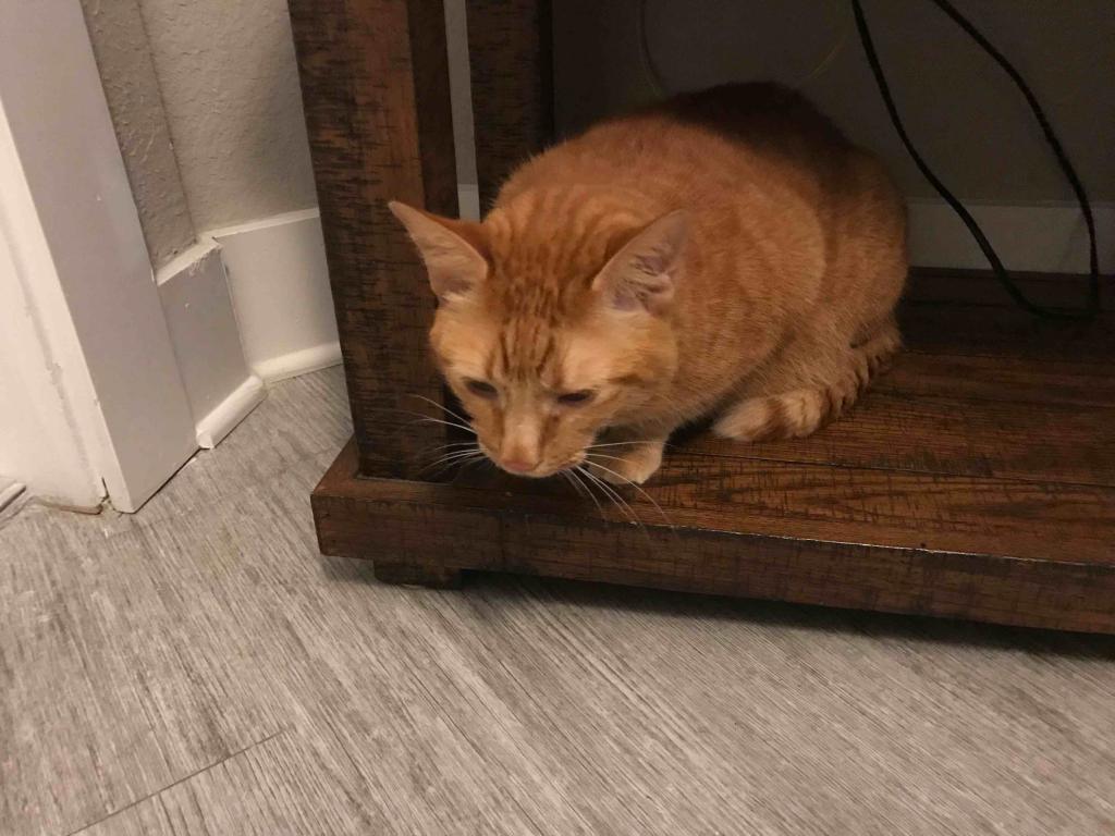 My cat keeps throwing up water and foam. He is not eating. He is making