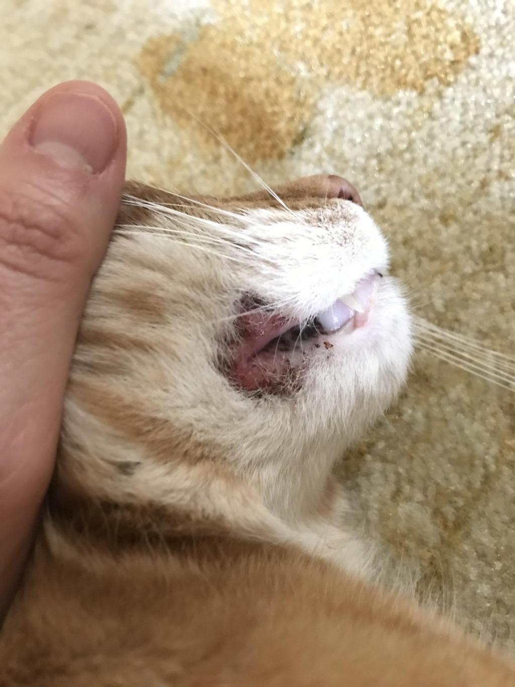 Our Cat Has A Rodent Ulcer That Is Currently Being Treated With Muricin 