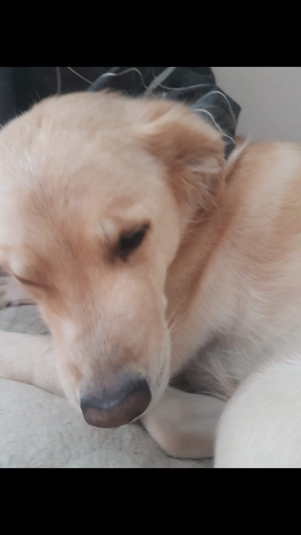 my-dog-has-grew-a-bump-on-her-nose-and-was-wondering-if-it-could-be-a