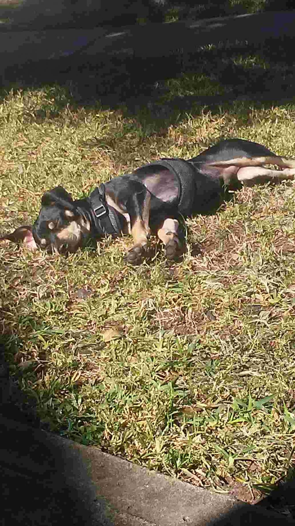 my-dog-has-a-bald-spot-on-his-back-and-i-dont-know-how-he-got-it-should