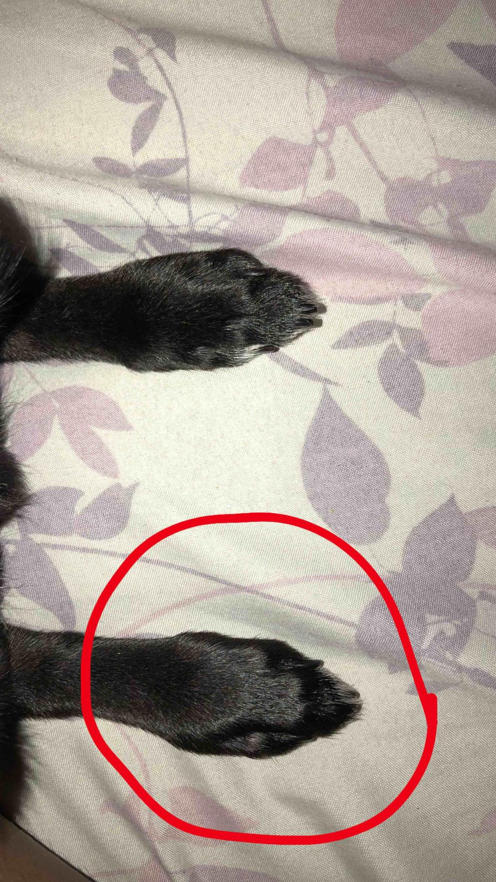 Dog Stepped On My Foot Best Sale