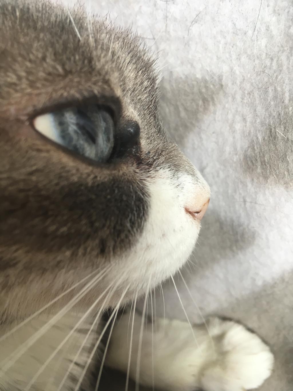 A little bump started growing in the inner corner of my cat's eye about