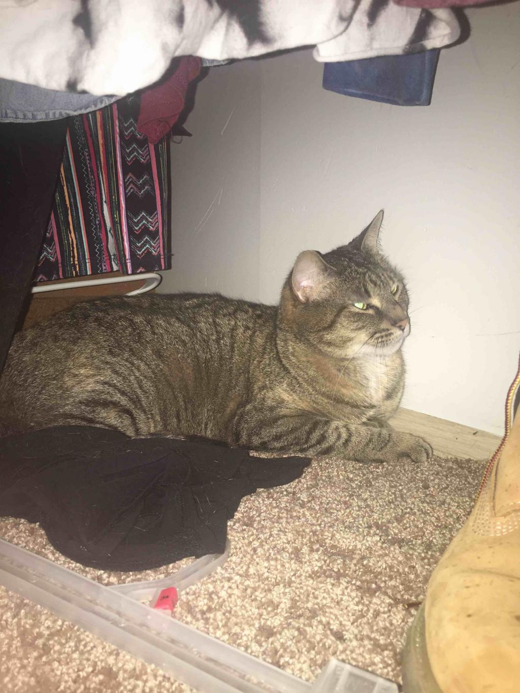 why is my cat hiding in that closet she is doing her normal routine