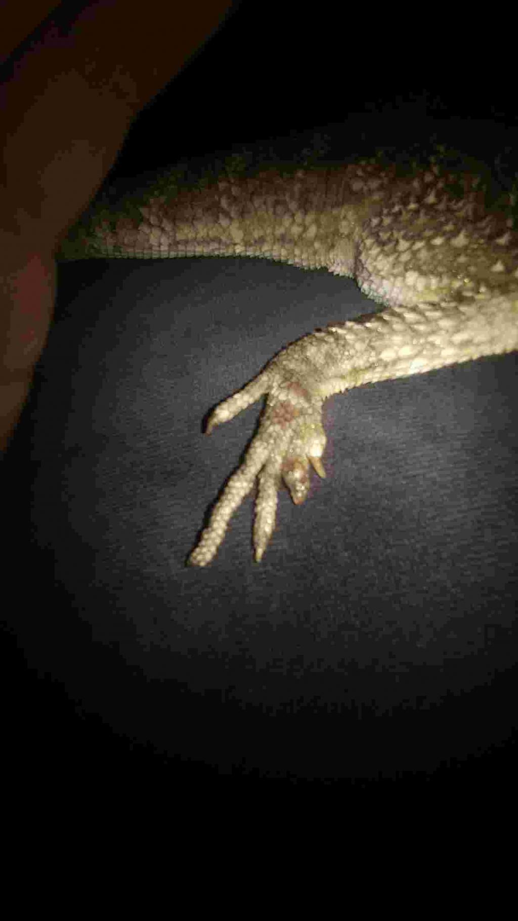 Bearded Dragon Swollen Toe S Redish I Take Feeders Out After Feeding Time I Have No Idea What Happened Have Been Giving Him Petcoach