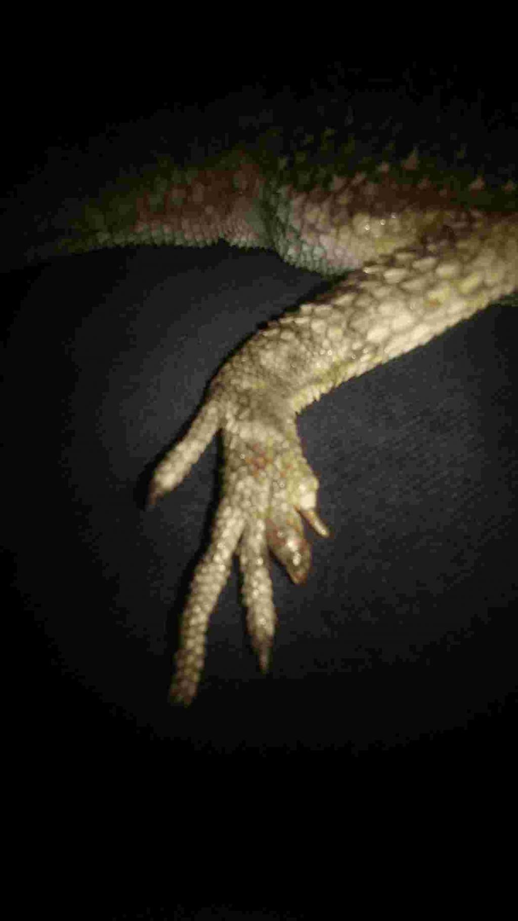 Bearded Dragon Swollen Toe S Redish I Take Feeders Out After Feeding Time I Have No Idea What Happened Have Been Giving Him Petcoach