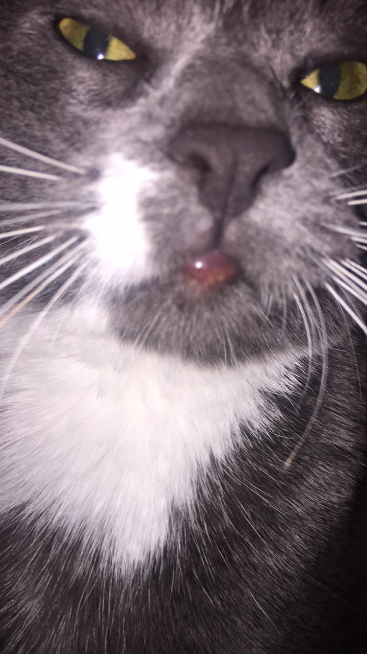 My Cat Has A Bump On Her Bottom Lip I Don t No What It Is Does Not Seem 
