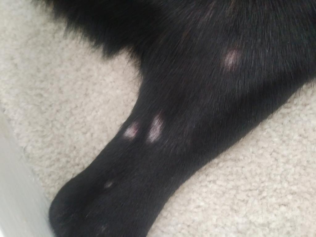 my-dog-has-patches-of-missing-hair-i-ve-noticed-red-scaly-spots