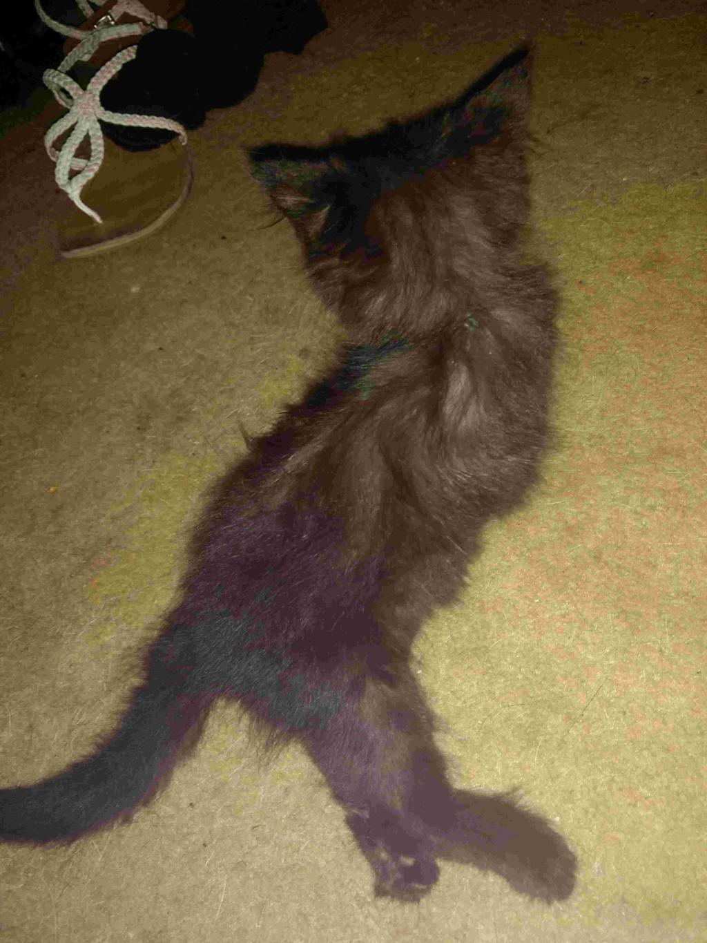 My Kitten Hurt Her Back Legs He Dragges His Legs Behind Him Like His Hip Is Broken What Can I Do To Help Petcoach