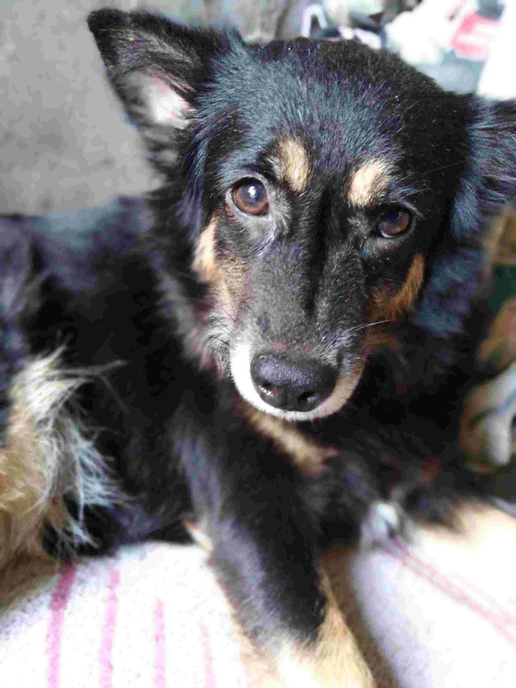 Why Is My Pregnant Dog Not Eating