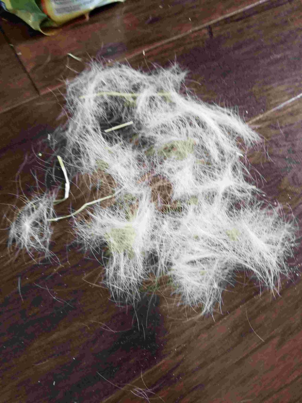 My Guinea Pig Was Recently Very Sick And Was Losing All His Hair Due To Mites Now He Is Much Better And His Hair Has Grown Back But Petcoach