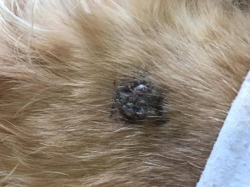 My Dog Sam Is 14 And He Has A Huge Scab On His Back That Will Not Heal 
