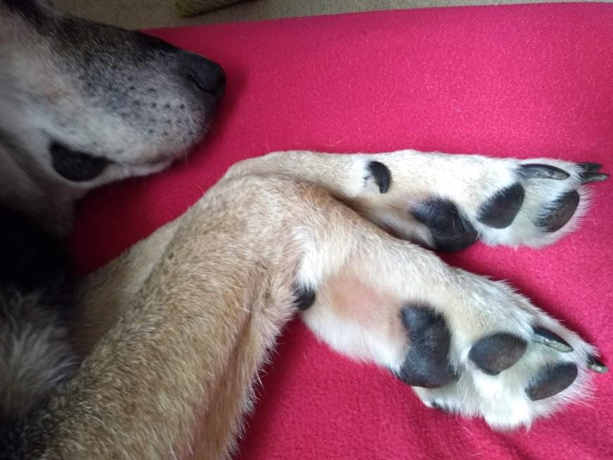 70 pound shepherd/lab mix has been limping for a couple days. Don't