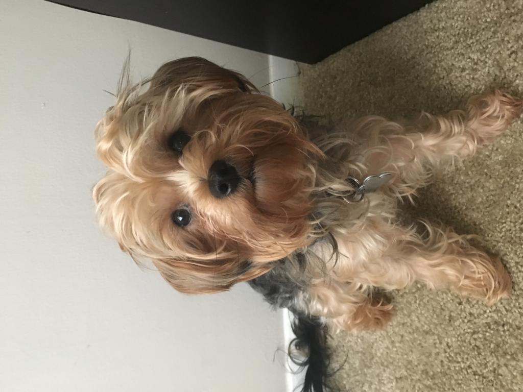 my-dog-keeps-rubbing-his-butt-on-the-floor-and-i-don-t-know-if-it-s-a