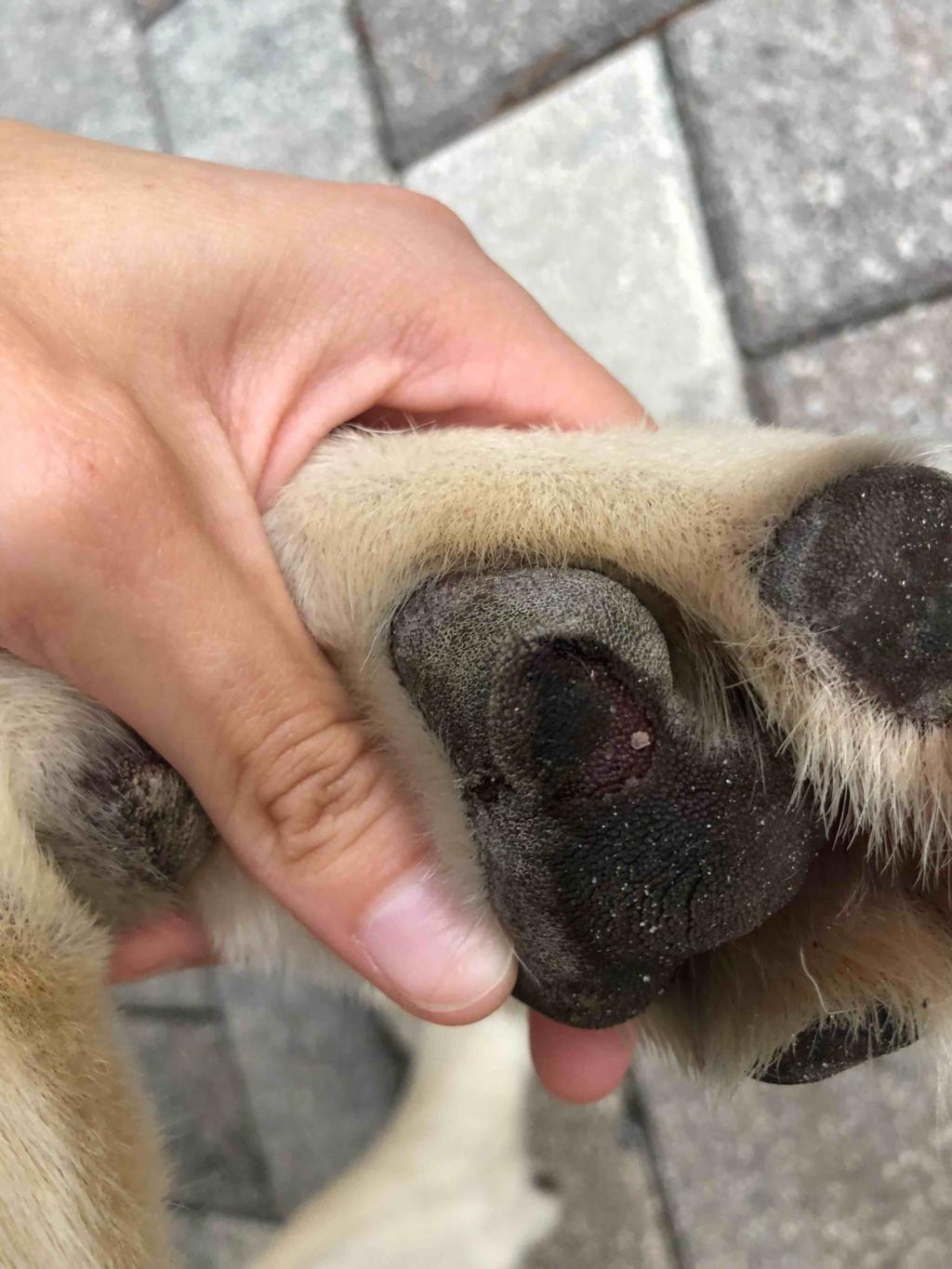 My Dog Cut His Paw Pad Open It s Not Bleeding But It s Red And Raw Is 