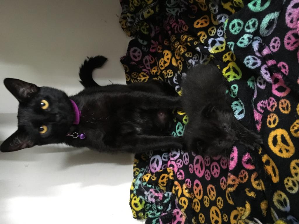 I Have A Nursing Cat With Half Solid Stool And Half Soft Stool And I Think It May Have Gotten Worms From My Other Cat Who Recently Got Petcoach