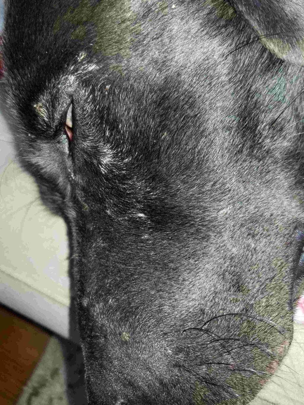 My Dog Came Home From A Week Of Boarding With Small Bumps And Scabs All 