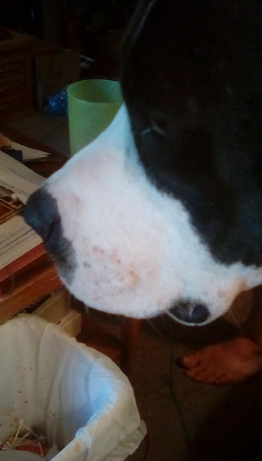 my-dog-has-red-bumps-on-her-face-and-neck-they-don-t-seem-to-bother
