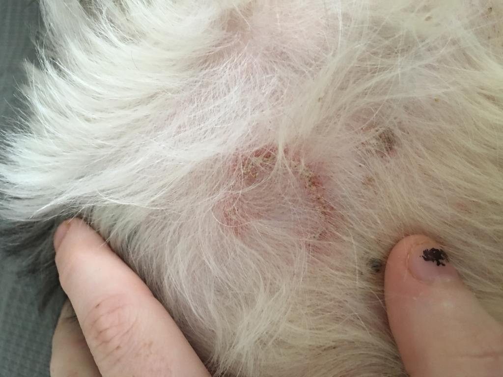over the counter ringworm treatment for dogs