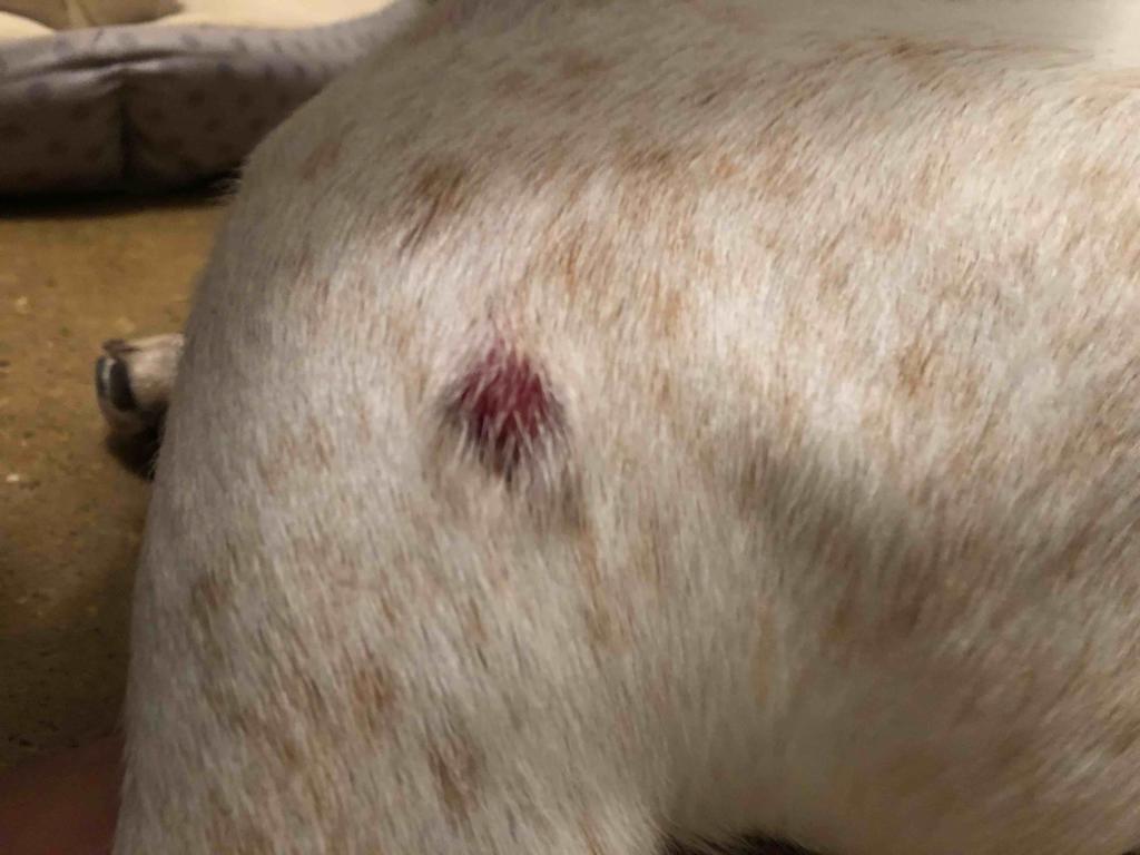 My Dog Has A Sore On His Left Hind Leg He Picks At It And It Was Pink my-dog-has-a-sore-on-his-left-hind-leg-he-picks-at-it-and-it-was-pink