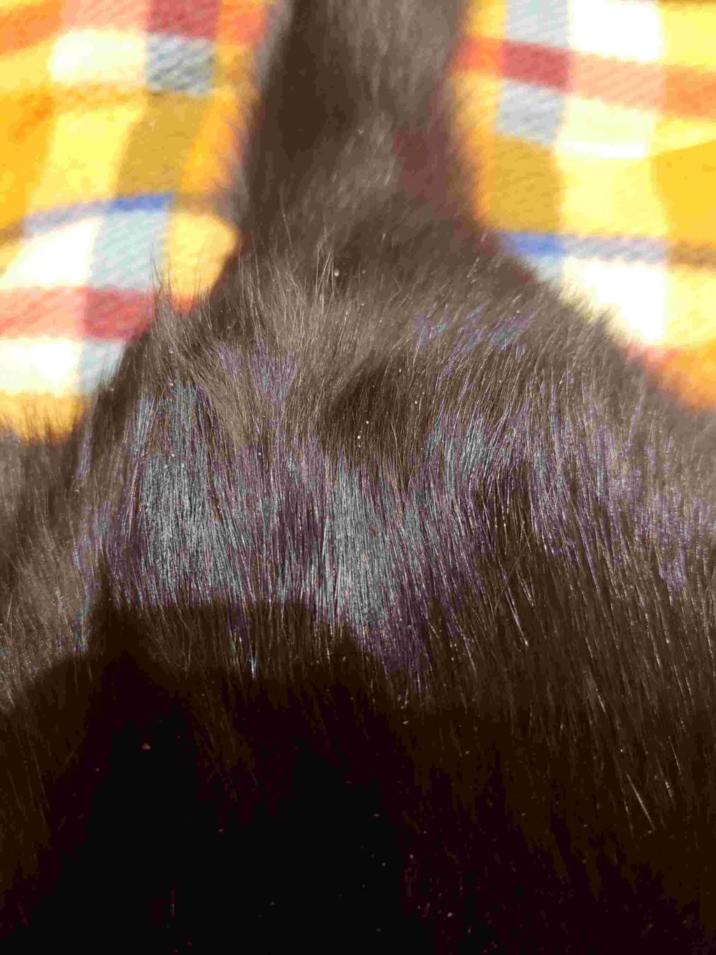 i-have-been-noticing-white-things-on-my-cat-s-fur-during-this-month-i