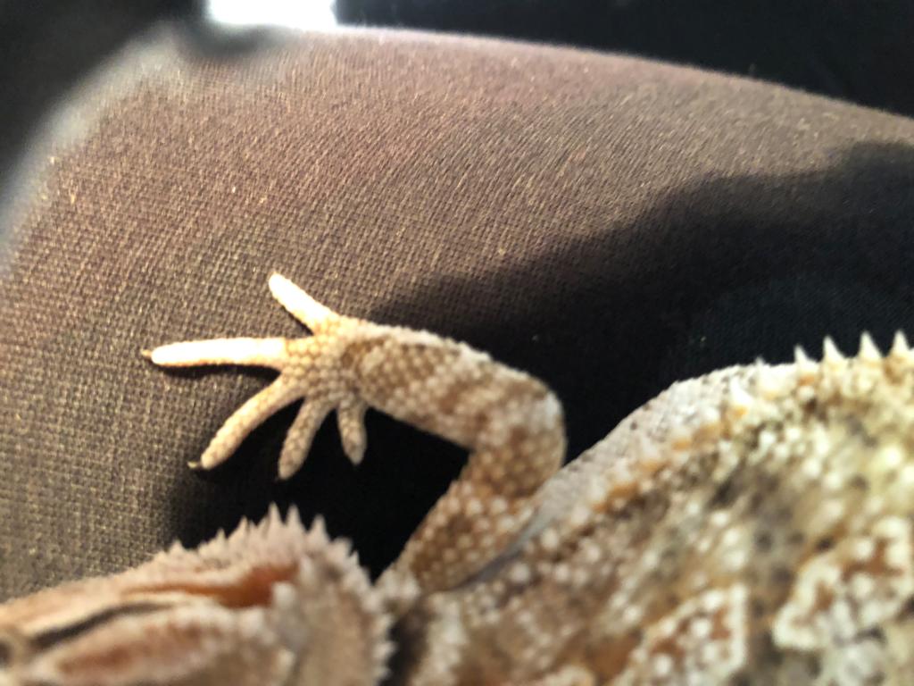 Hello My Bearded Dragon Has A Swollen Leg And It S Very Stiff But I Don T Know What To Do The Photos Below Are Comparing The Two Front Legs Petcoach