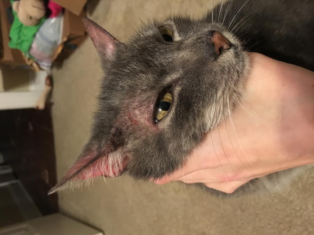 my-cat-is-scratching-a-lot-to-the-point-where-he-bleeds-his-ears-have