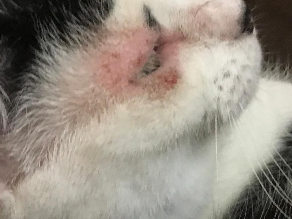 my-cat-has-red-skin-around-her-eyes-once-a-while-we-are-not-sure-if-it