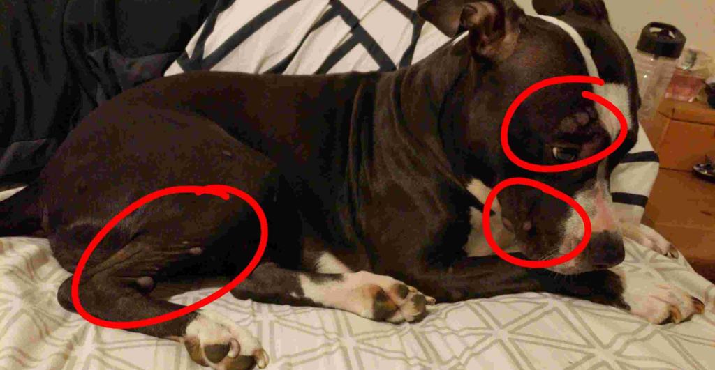 Why Is My Puppy Breaking Out