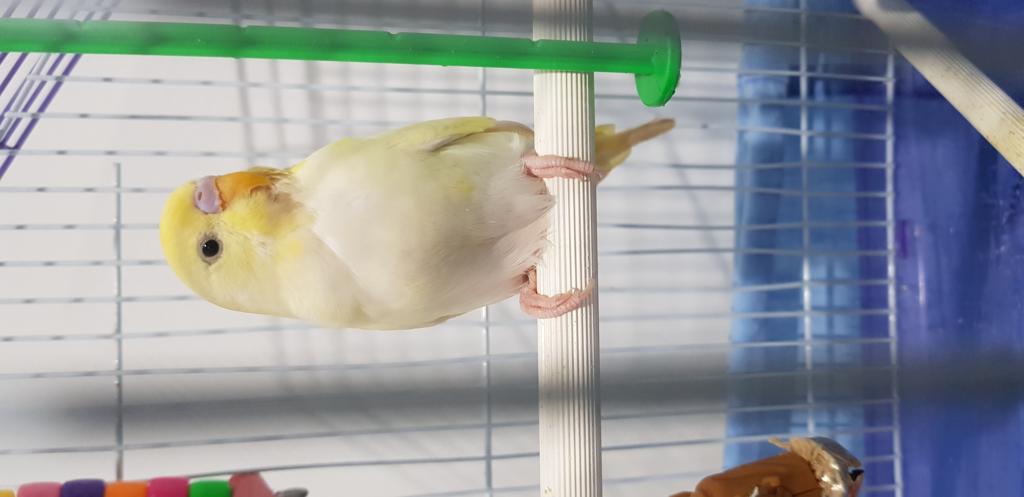 helps for birds sore bum from diarrhea