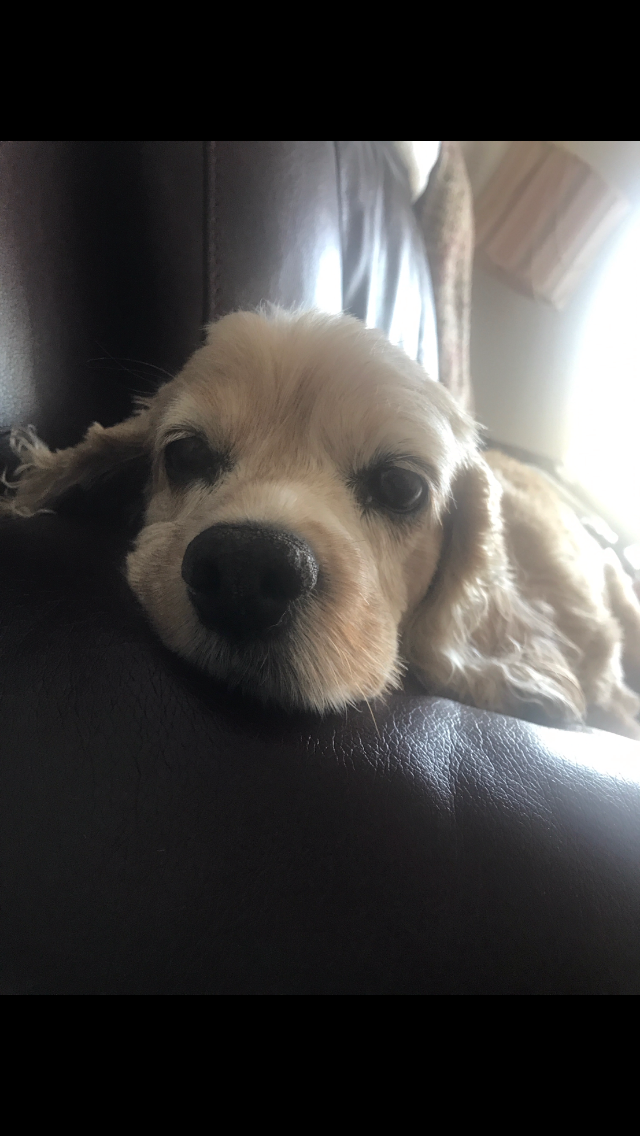 My pet has cushin's disease but she has a cough like episode when she
