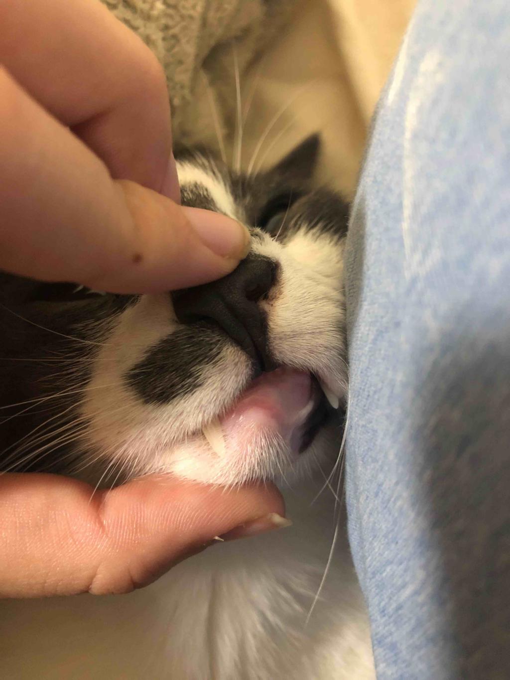 My cat keeps getting crusties under his nose. I can’t tell if it’s