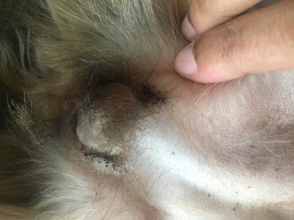 Black Spots Around Vagina