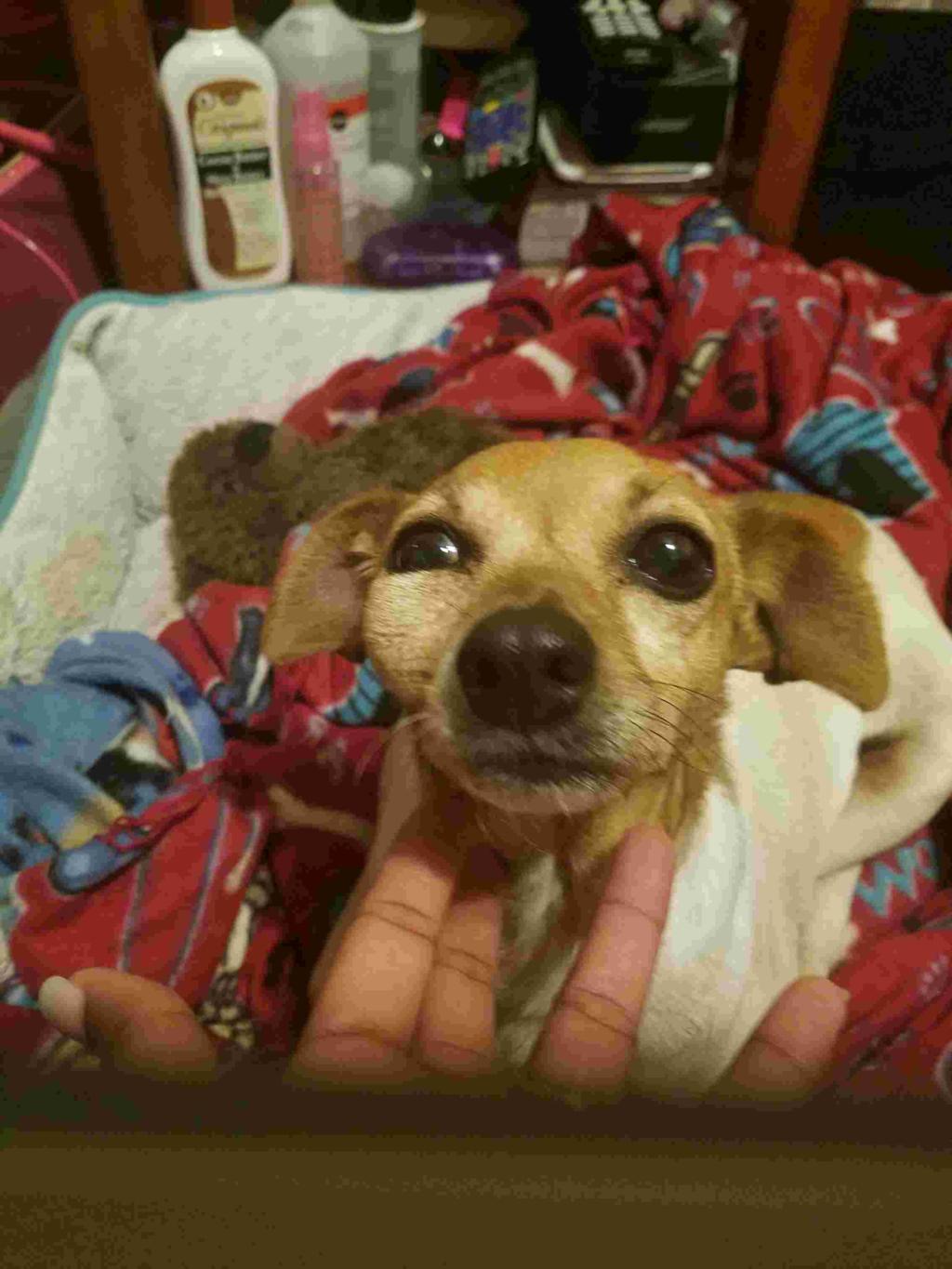 my-dog-eye-is-swollen-or-her-face-is-swollen-under-her-eye-petcoach