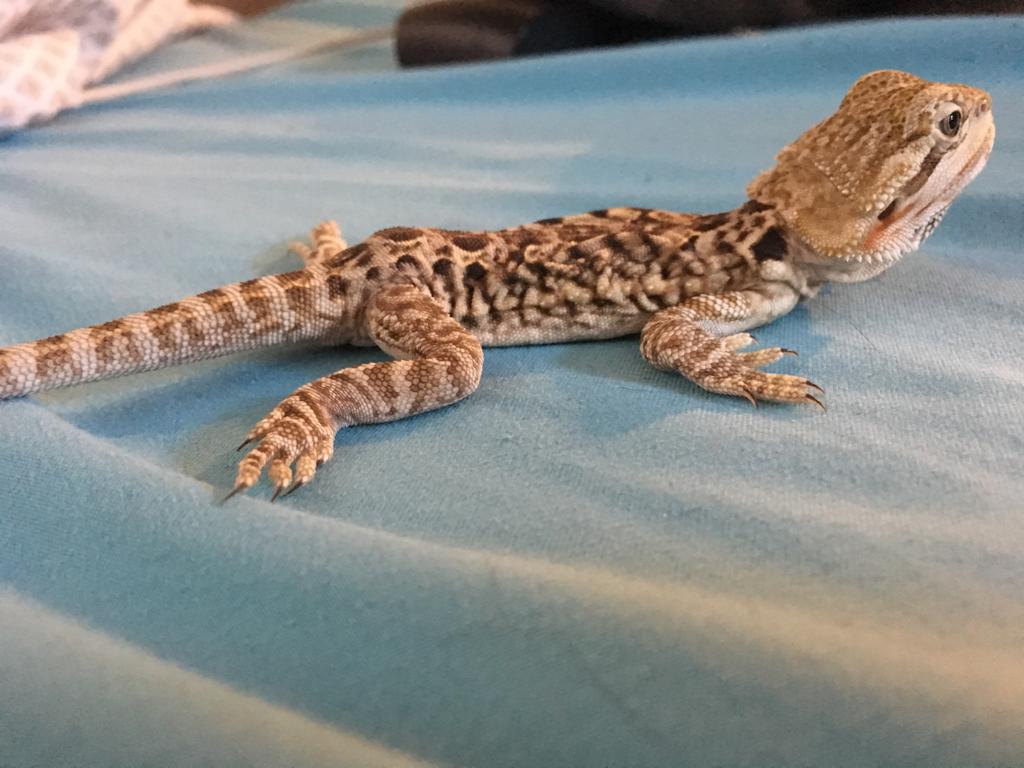 My Bearded Dragon Has A Lump On His Lower Back And Has Been Having Troubles Moving His Back Legs Should I Be Concerned Is There Petcoach