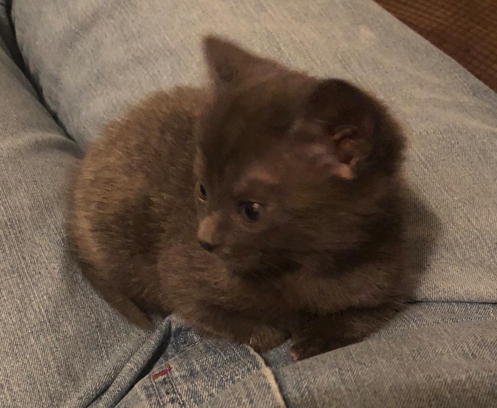 i-just-yesterday-got-a-kitten-from-a-woman-who-barely-told-us-anything