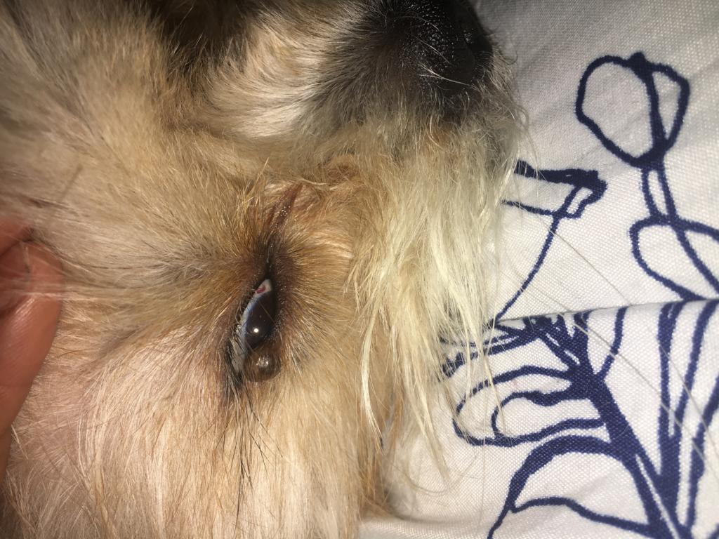 My Dog Has A Bump On Her Bottom Eyelid That Seems To Be Fluid Filled It Has Grown Over This Past Year It Seems To Have A Small White Petcoach My Dog Has A Bump On Her Bottom Eyelid That Seems To Be Fluid Filled It Has Grown Over This Past Year It Seems To Have A Small White Petcoach