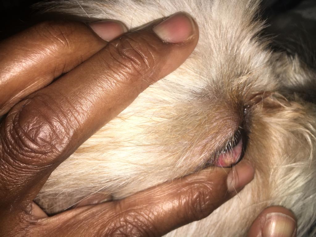 My Dog Has A Bump On Her Bottom Eyelid That Seems To Be Fluid Filled It Has Grown Over This Past Year It Seems To Have A Small White Petcoach My Dog Has A Bump On Her Bottom Eyelid That Seems To Be Fluid Filled It Has Grown Over This Past Year It Seems To Have A Small White Petcoach