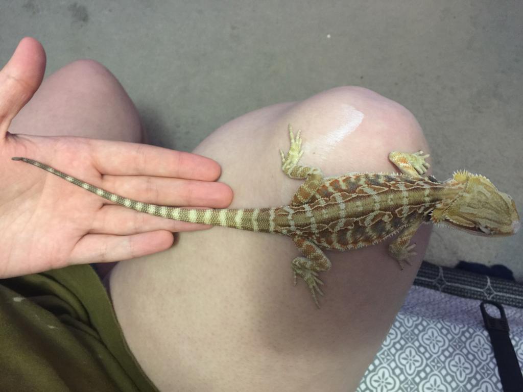 My Bearded Dragon Is Shaking Quite A Bit In Its Legs And I M Not Sure Whats Wrong With Him Her Petcoach