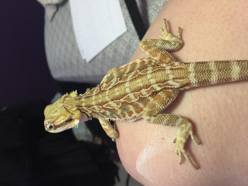 My Bearded Dragon Is Shaking Quite A Bit In Its Legs And I M Not Sure Whats Wrong With Him Her Petcoach