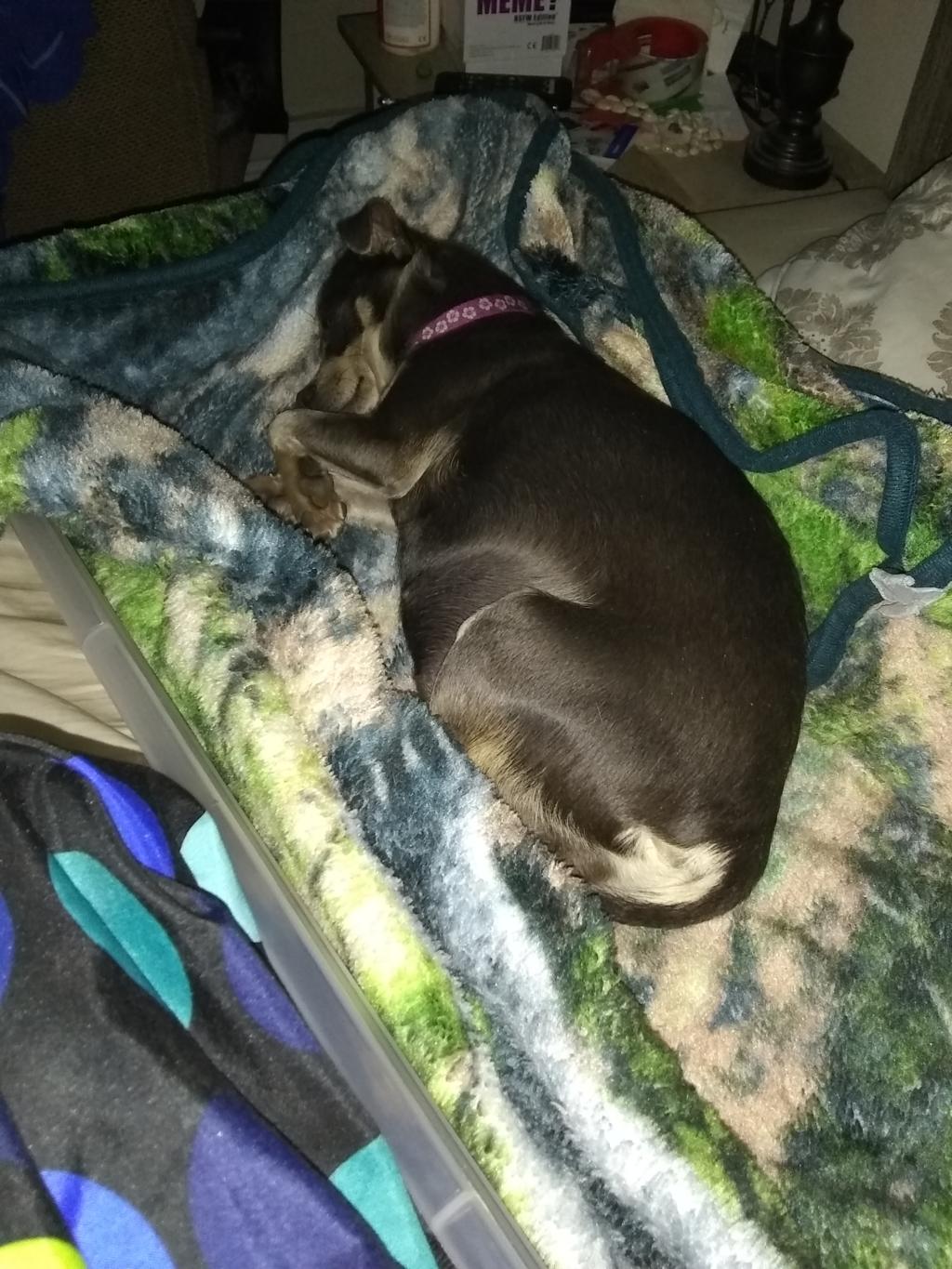 My Dog Is Pregnant With Four Puppies Her Temperature Is 98 4 As Of 1230 Pm Today All She Does Is Sleep Is This Normal When Should Petcoach My Dog Is Pregnant With Four Puppies Her Temperature Is 98 4 As Of 1230 Pm Today All She Does Is Sleep Is This Normal When Should Petcoach