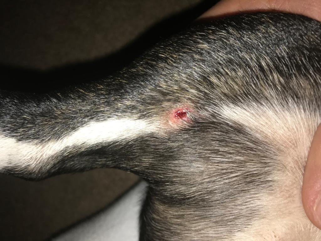 Any Recommendations To Treat Dog Skin Ulcer PetCoach