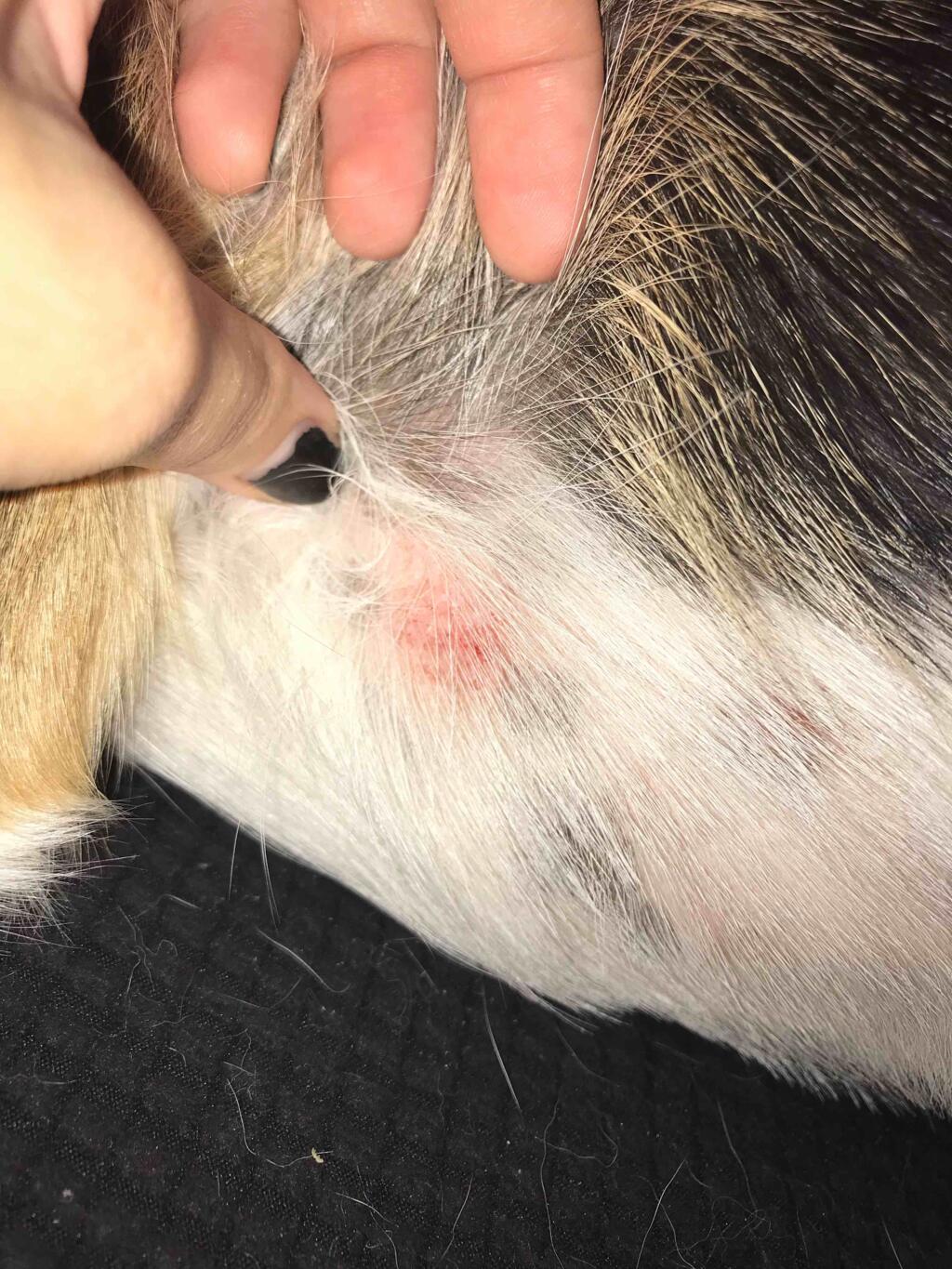 i-just-found-2-of-these-red-splotches-on-my-dog-what-could-this-be-and
