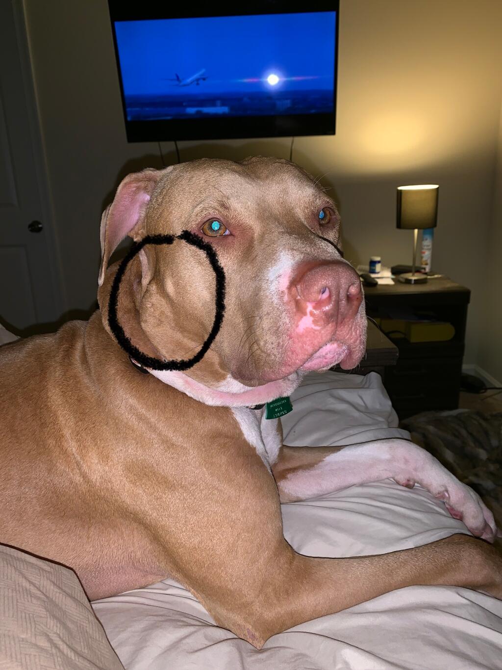 my-dog-has-a-lump-on-his-face-i-noticed-it-when-he-was-laying-down-it