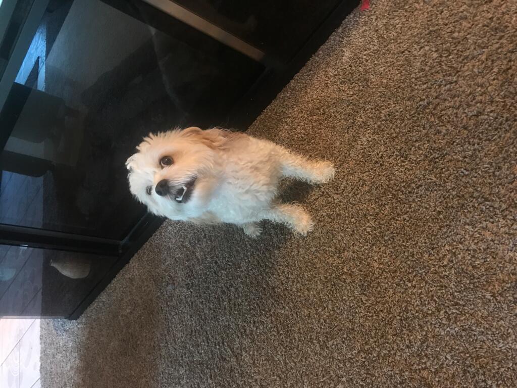 How Do I Stop My 2 Year Old Cavachon Dog To Stop Growling And Biting Certain Times Of The Day Petcoach