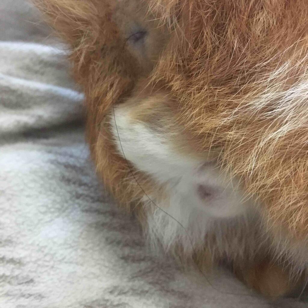 My cat had poop stuck in his anal region and after inspection I noticed a long black hair