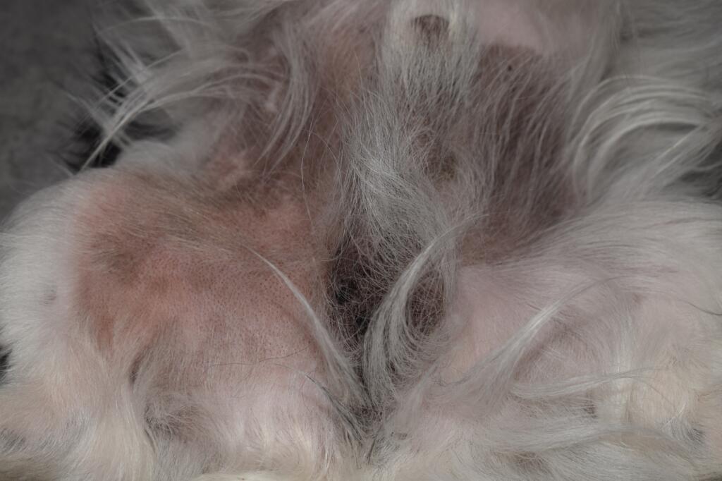 Hi I Have An 6 Year Old Chihuahua Papillon Mix A Week Ago I Noticed Something Odd About His Skin Inner Thigh Groin It Was A Bit Petcoach Hi I Have An 6 Year Old Chihuahua Papillon Mix A Week Ago I Noticed Something Odd About His Skin Inner Thigh Groin It Was A Bit Petcoach