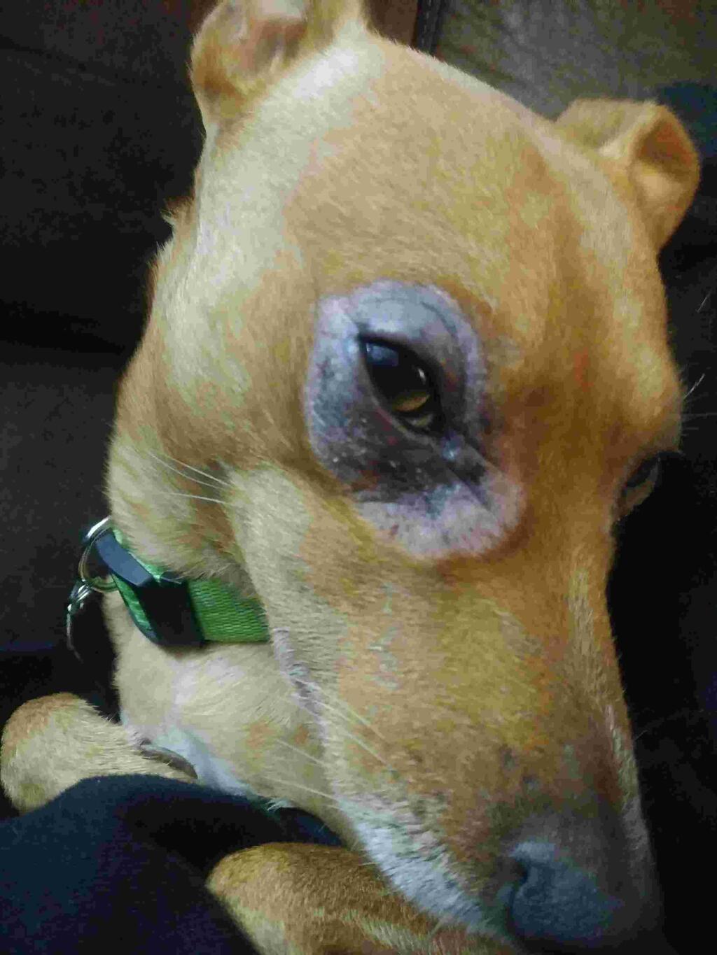 my-dog-scratches-his-eyes-all-day-to-where-he-has-now-lost-all-his-fur
