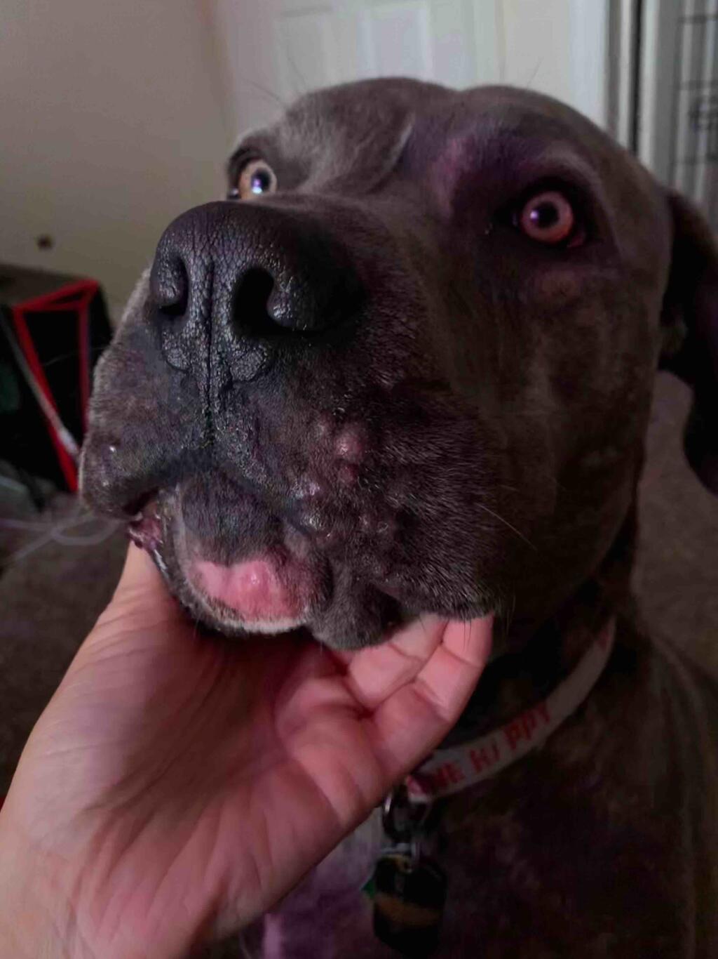 My Dog Has Gotten This Flare Up Of Swollen Sores blisters On His Bottom 
