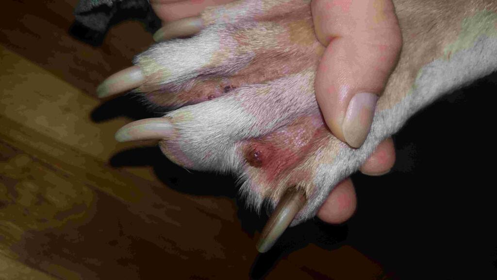 Hi Yesterday I Found A Blister pimple Looking Lump Between My Dogs 