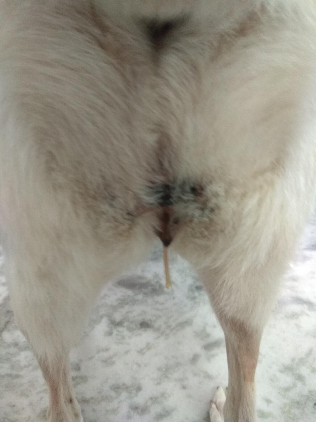 My Dog Is Having This Discharge From Last Year She Got Operated For Her Pyometra Surgery On 9th July N Still Is Having This Petcoach My Dog Is Having This Discharge From Last Year She Got Operated For Her Pyometra Surgery On 9th July N Still Is Having This Petcoach